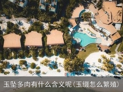 白色的多肉有哪些_純白色多肉_白色多肉怎么養(yǎng)