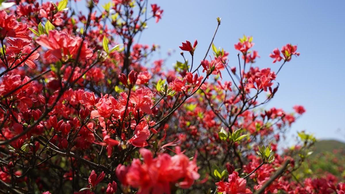 瀏陽白沙古鎮旅游攻略_瀏陽白沙鎮有什么好玩的地方_瀏陽白沙古鎮值得去嗎