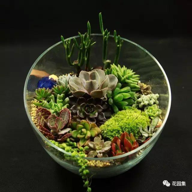 地栽多肉花園圖片欣賞_地栽多肉花園_多肉地栽有什么要求