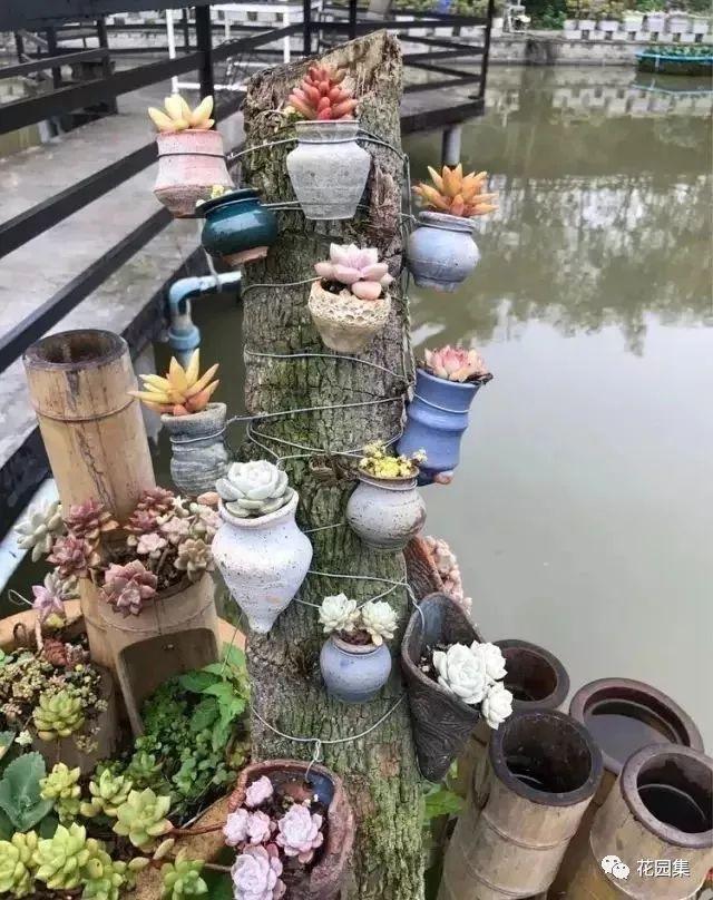 地栽多肉花園圖片欣賞_地栽多肉花園_多肉地栽有什么要求