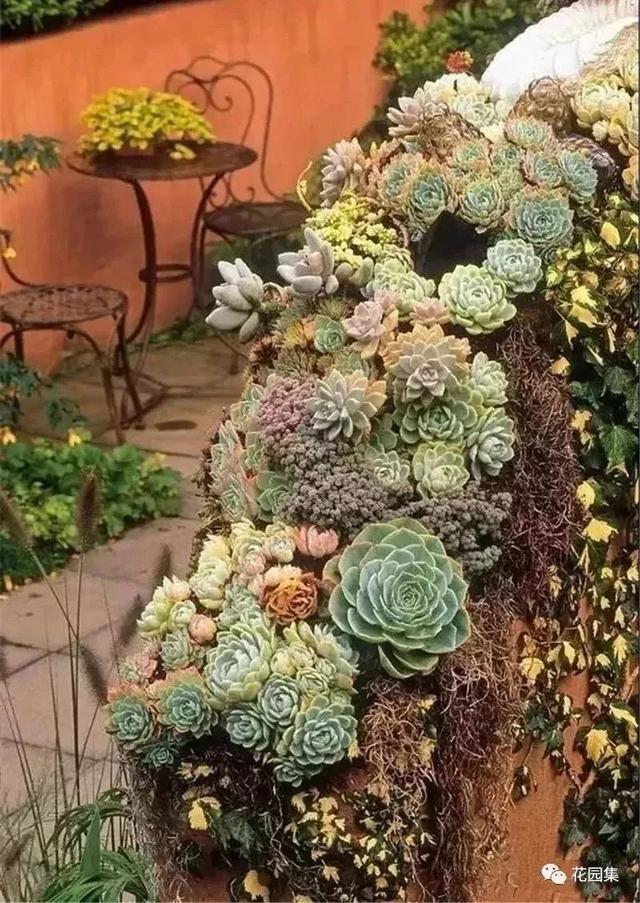 地栽多肉花園_地栽多肉花園圖片欣賞_多肉地栽有什么要求