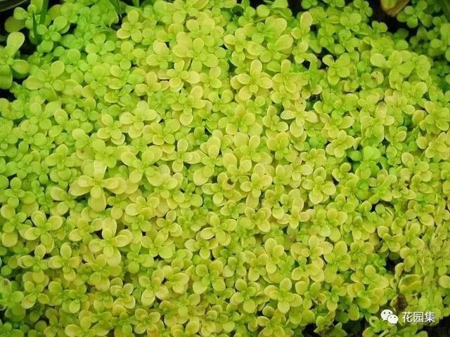 多肉地栽有什么要求_地栽多肉花園_地栽多肉花園圖片欣賞