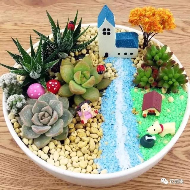 地栽多肉花園圖片欣賞_多肉地栽有什么要求_地栽多肉花園