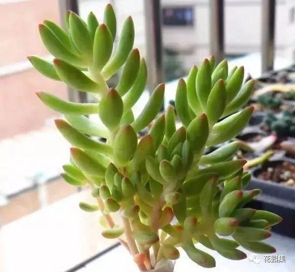 多肉地栽有什么要求_地栽多肉花園_地栽多肉花園圖片欣賞
