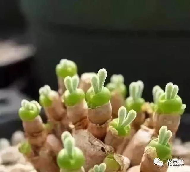 地栽多肉花園圖片欣賞_多肉地栽有什么要求_地栽多肉花園