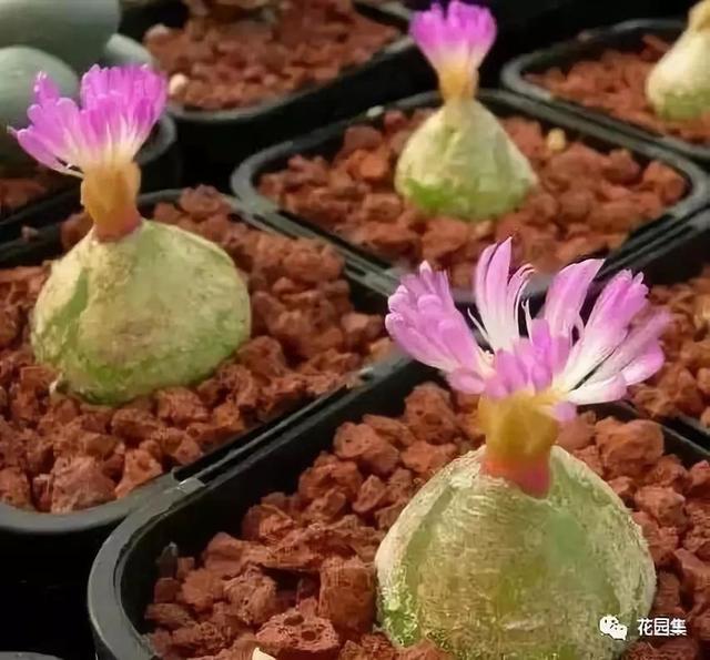 地栽多肉花園_地栽多肉花園圖片欣賞_多肉地栽有什么要求