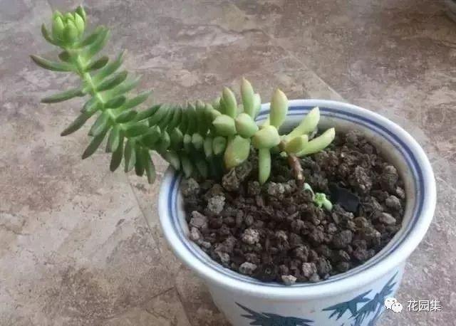 地栽多肉花園圖片欣賞_多肉地栽有什么要求_地栽多肉花園