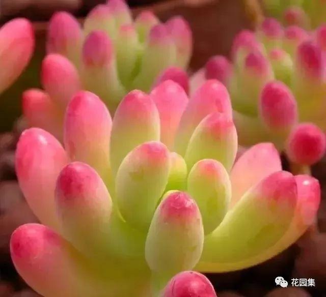 地栽多肉花園圖片欣賞_多肉地栽有什么要求_地栽多肉花園