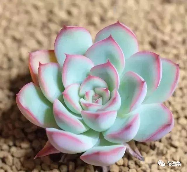 地栽多肉花園圖片欣賞_地栽多肉花園_多肉地栽有什么要求