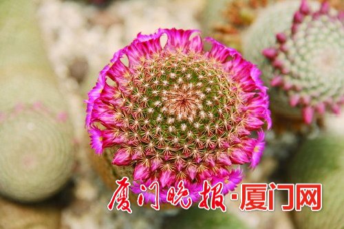 多肉植物哪里有_植物多肉有什么作用和功效_植物多肉有哪些品種