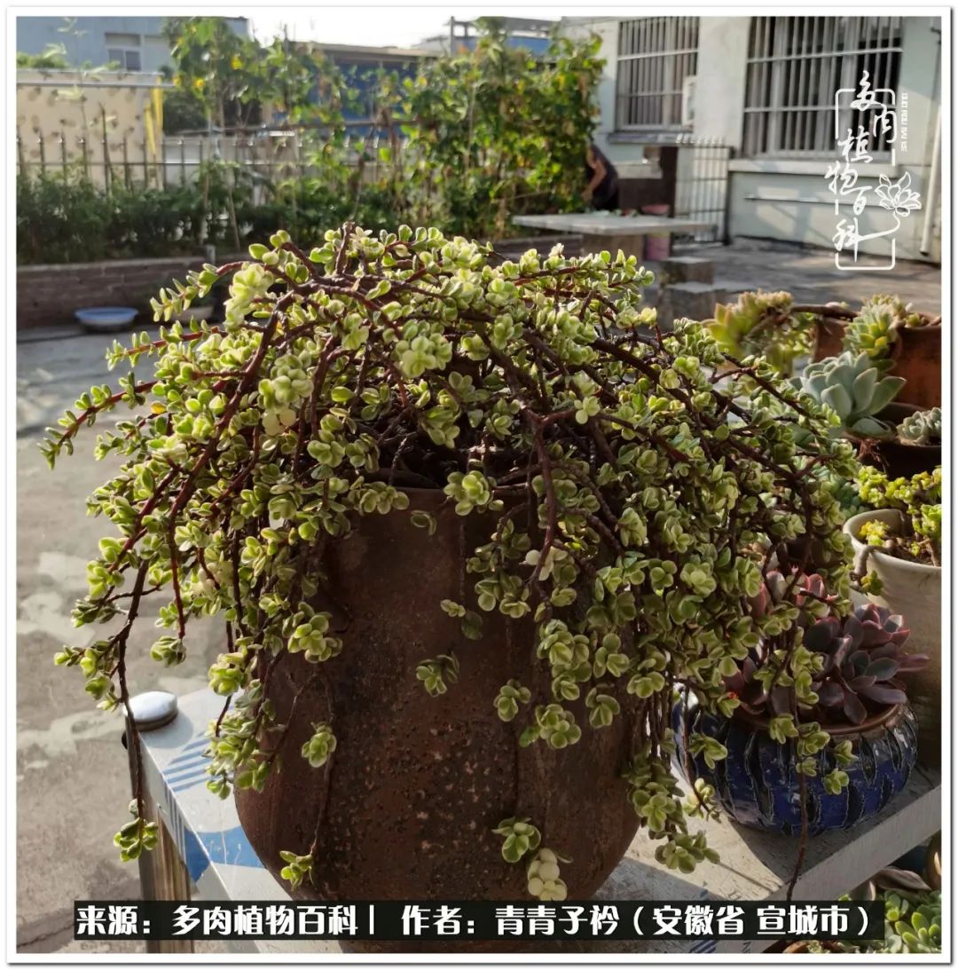 多肉植物雨燕座_多肉雨燕座怎么養(yǎng)護_雨燕座多肉