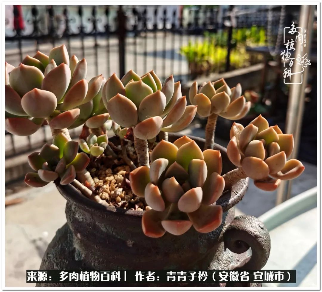多肉植物雨燕座_雨燕座多肉_多肉雨燕座怎么養(yǎng)護