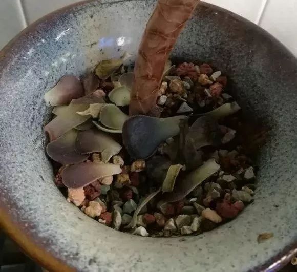 多肉上盆水澆多了怎么辦_多肉上盆后怎么澆水_多肉澆水盆底一下子就漏水