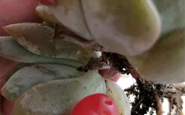 純土養多肉_多肉什么土比較好養活_養多肉用的土